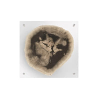 Floating Petrified Slice Wall Art - Wall Decor Frame Detail | Bone & Brass