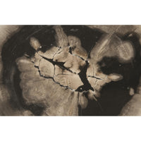 Floating Petrified Slice Wall Art - Wall Decor View | Bone & Brass