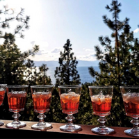 Glass Bee Wine Glasses — Set of 6