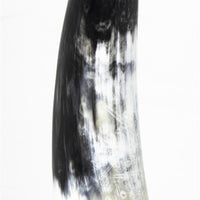 Daylon Horn Small: Matte black and white natural horn sculpture on a brass base.
