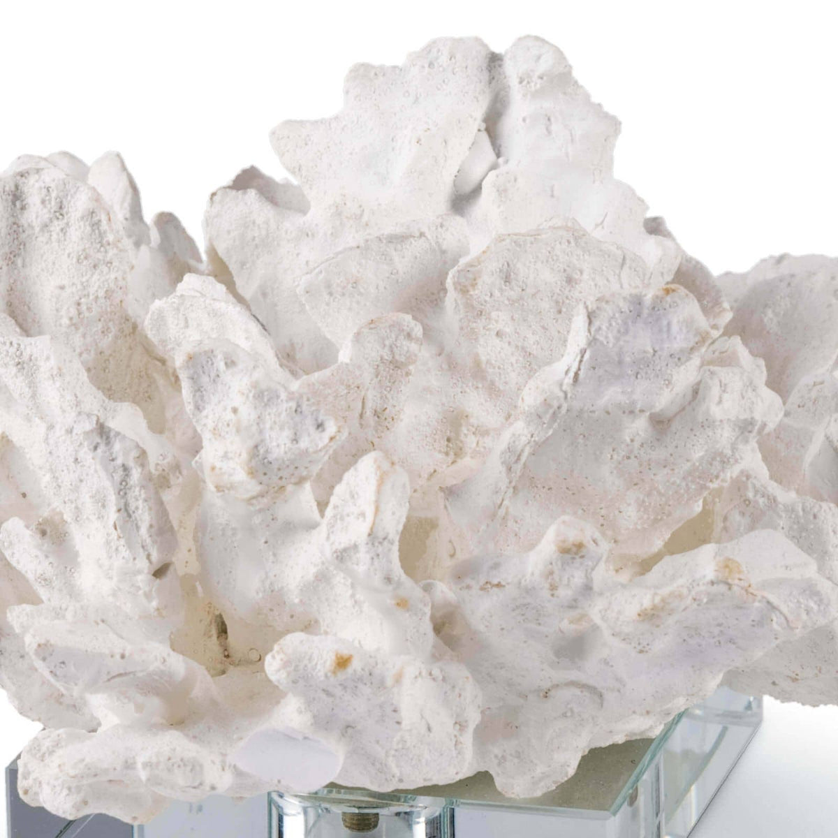 Flower Coral On Crystal Base White - Close Up | Bone & Brass