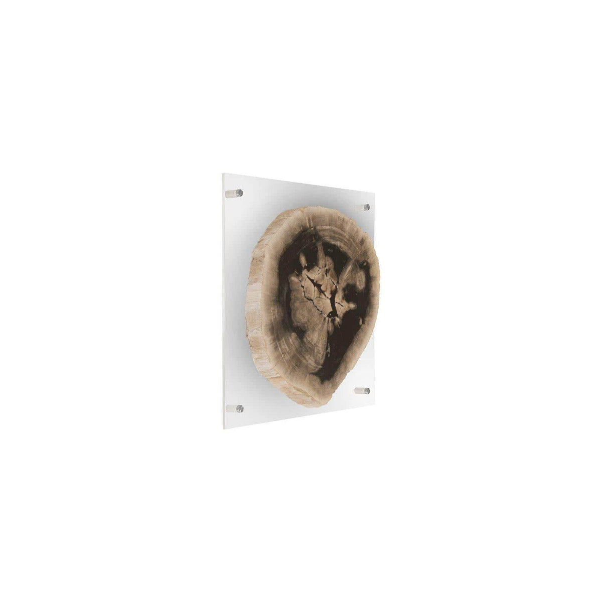 Floating Petrified Slice Wall Art - Wall Decor Detail | Bone & Brass