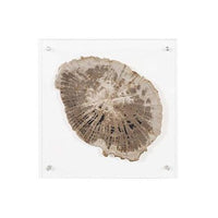 Floating Petrified Slice Wall Art | Bone & Brass