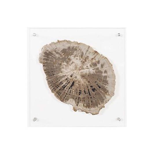 Floating Petrified Slice Wall Art | Bone & Brass