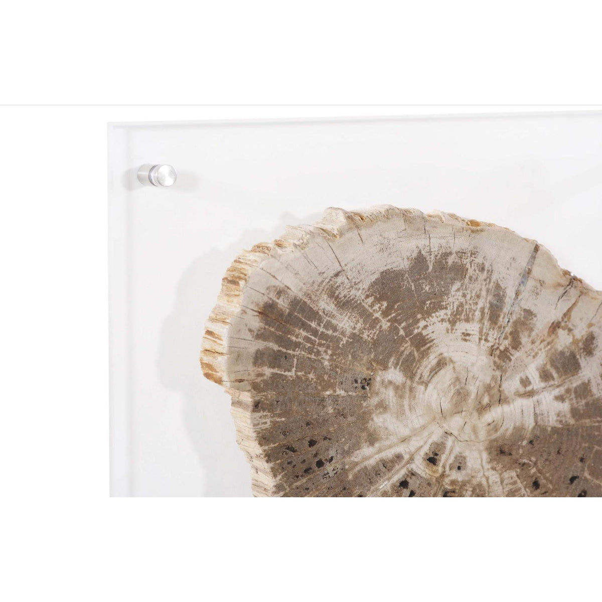 Floating Petrified Slice Wall Art - Wall Decor Close Up | Bone & Brass