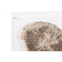 Floating Petrified Slice Wall Art - Wall Decor Close Up | Bone & Brass