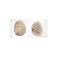 Floating Petrified Double Slice Wall Art