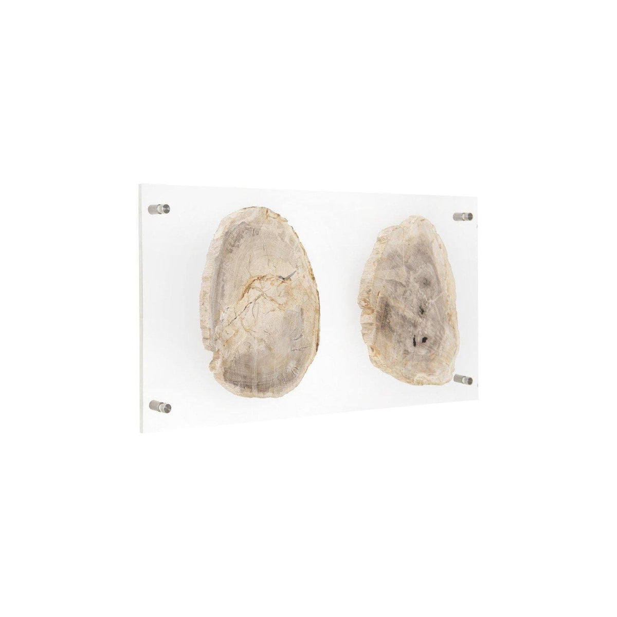 Floating Petrified Double Slice Wall Art