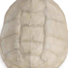 Faux Turtle Shell Accessory Bleached
