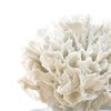 Ribbon Coral White